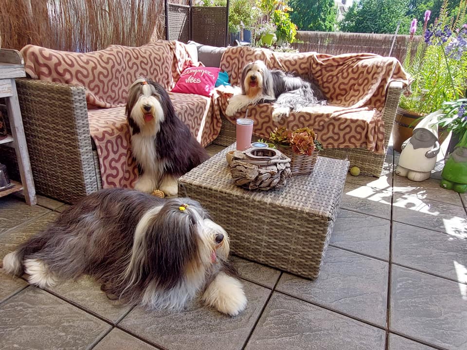 alle 3 honden