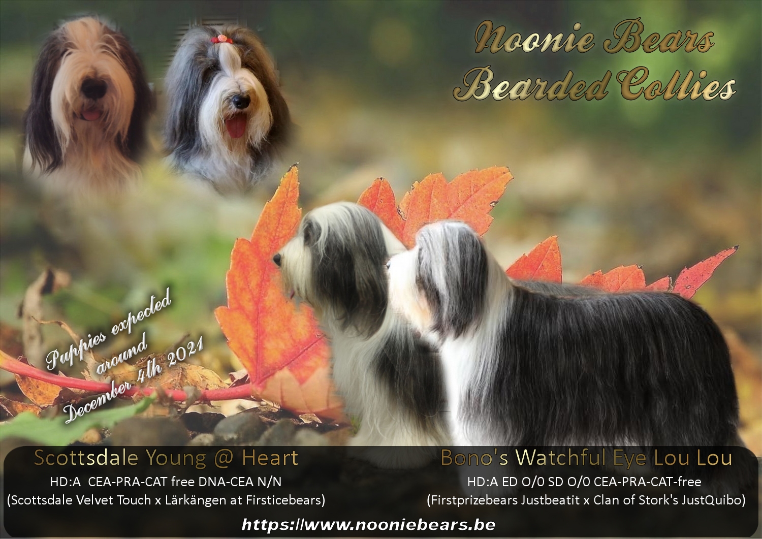 pupjes lou lou met webadres